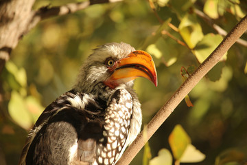 Nashornvogel in Afrika