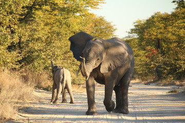 Zwei Elefanten auf dem Weg in Botswana