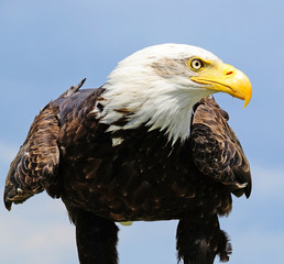 Young bald eagle ready to fly
