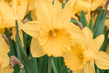 narcissus pseudonarcissus - tulipano giallo - 177631142