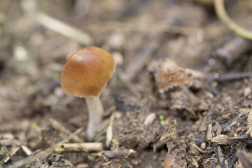 Edible mushroom in a summer forest.