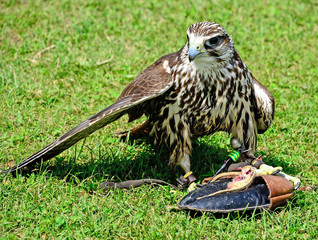 Young hawk is eating on the meadow