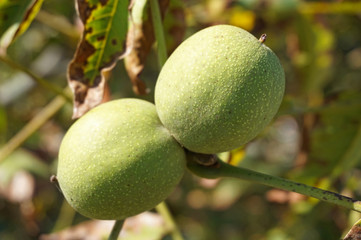 Green walnut in the tree in autumn