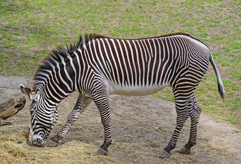 Fototapeta na wymiar Zebra is eating on the meadow in summer