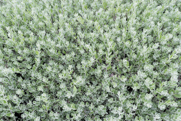green leaves(leaf) background