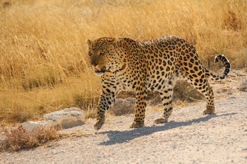 Leopard im Etosha