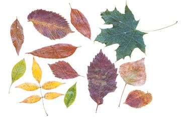 Textures of autumn leaves frontside in on a clean white background