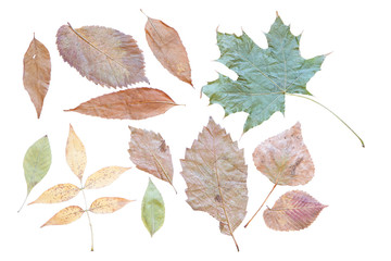 Textures of autumn leaves backside in on a clean white background