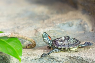 Red-eared slider turtle basking in the sun