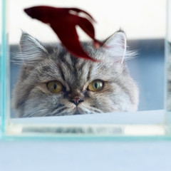 A cat is looking at fish with hunger.
