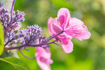 紫陽花の花