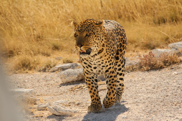 Leopard im Etosha