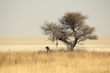 Fototapeta na wymiar Gepard unter dem Baum
