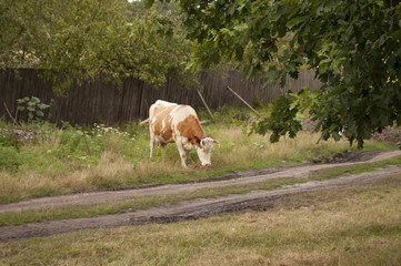 The cow is pasturing in the meadow of gold color. Early autumn