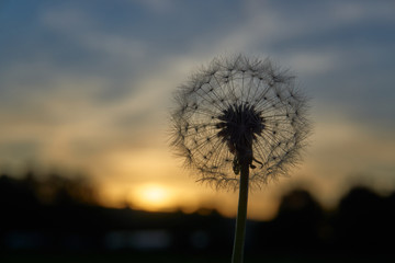 Obraz premium dandelion