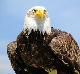 Portrait of a young eagle
