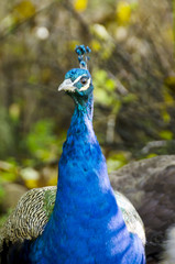 Peacock in nature