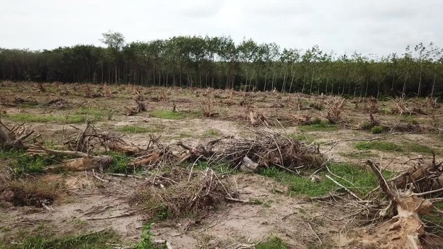 Deforestation. Logging. Environmental destruction of rainforest