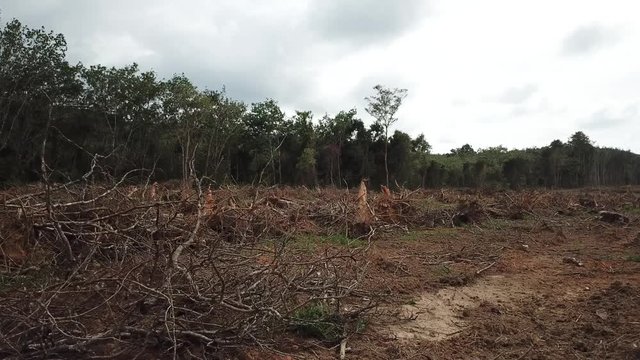 Deforestation. Logging. Environmental destruction of rainforest