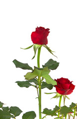 Obraz premium rose isolated on white background.