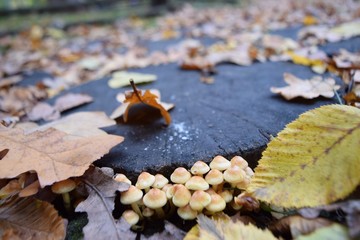 mushrooms
