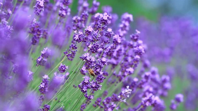 Honeybee collecting nectar on lavender.