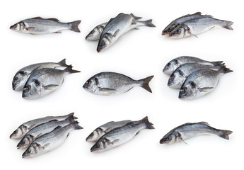 Set of sea bass and dorado fish isolated on white background