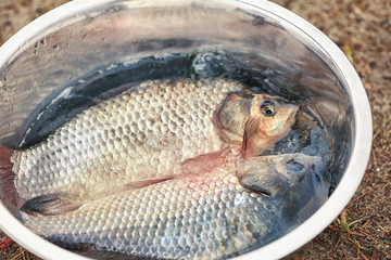 Freshly caught fish in bowl on beach, closeup