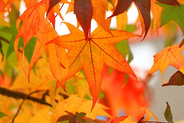 Colorful fall leaves on maple tree
