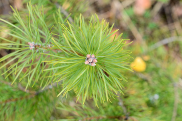 pine branch close-up top view