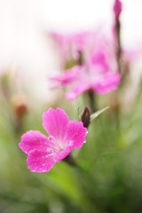 Fototapeta premium Pinke Nelke