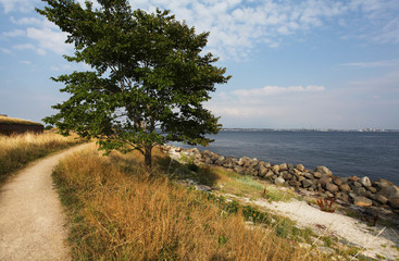 Fototapeta na wymiar Tree by the sea