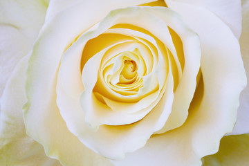 Closeup view of yellow-white rose