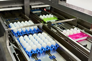 Fotobehang Chicken eggs on conveyor belt at food factory © Sergey Ryzhov