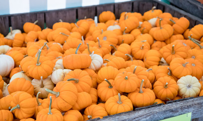 Crate of mini pumpkins