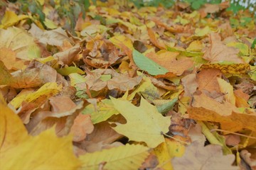 autumn leaves