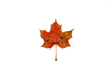 Isolated leaf on white background.