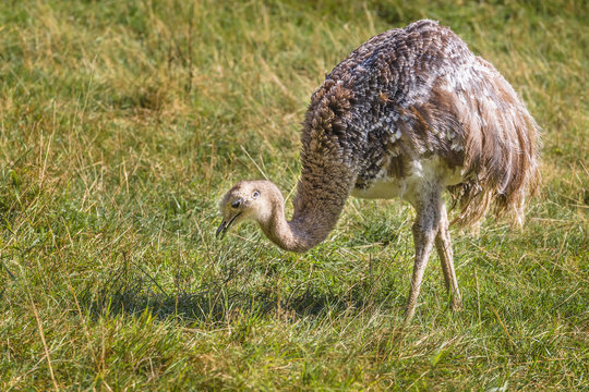 Small ostrich eats grass
