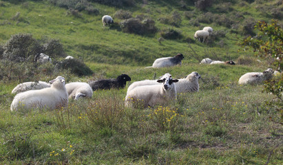 Fototapeta premium Wild herd of sheeps on the mountain