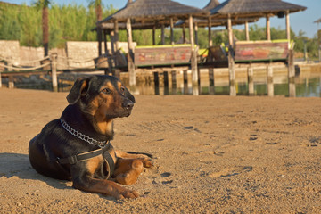 Dog on a sandy beach by the sea