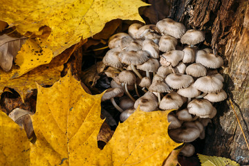 Toadstools, harmful and dangerous poisonous mushrooms