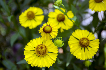 Helenium autumnale common sneezeweed in bloom, bunch of yellow flowers, high shrub with leaves