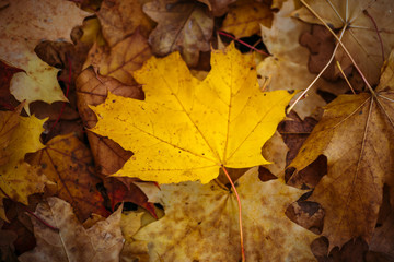 Fototapeta na wymiar Fallen autumn yellow leaves lying on ground. Top view, focus on central leaf
