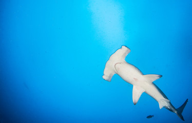 Hammerhead shark - obrazy, fototapety, plakaty