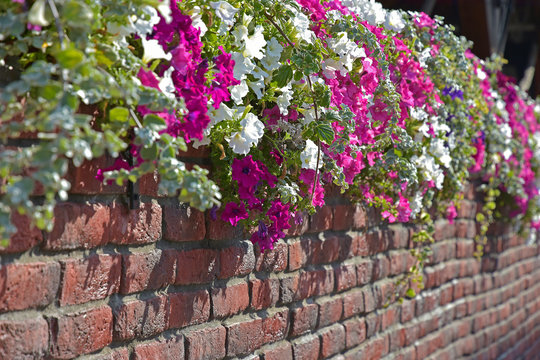 White and red flowers and brick wall