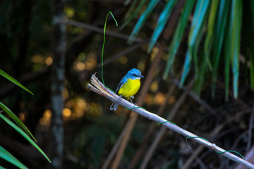 Eastern Yellow Robin Australia Brid