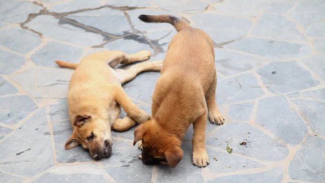 Playful Purebred Puppies Play on the Ground