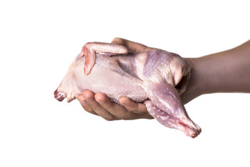 quail in hand on a white background