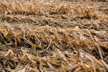 close up of harvested rows of corn