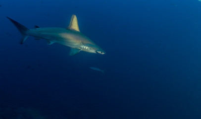 Obraz premium Hammerhead shark